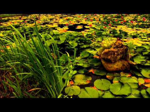 Chorus of frogs and crickets 12 H / For Work, Study, Sleep