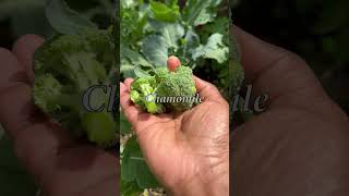 Clearing the harvest as we end a good season #agroecology #garden Clearing the harvest as we end a good season #agroecology #garden