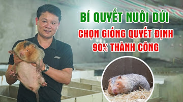 Bí Quyết Nuôi Dúi - Chi Phí Chỉ Hơn1000đ/Ngày, Dễ Chăm, Lãi KHỦNG || LamNongTV