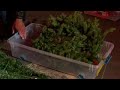 How to properly dispose a Christmas tree after the holidays How to properly store tree and Christmas decorations heading into the New Year.