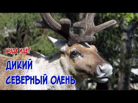 Видео: Коровка находит убежище в стаде диких оленей