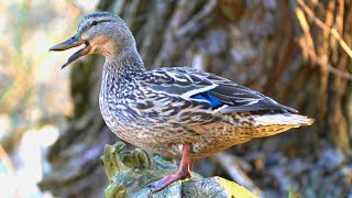 Female Mallard Duck Quacking in a Tree [4K]