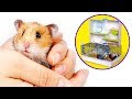 Muita diversão para os seus bichinhos: construindo uma casinha de Hamsters