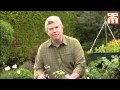 How to pinch out plant tips video with Thompson & Morgan.