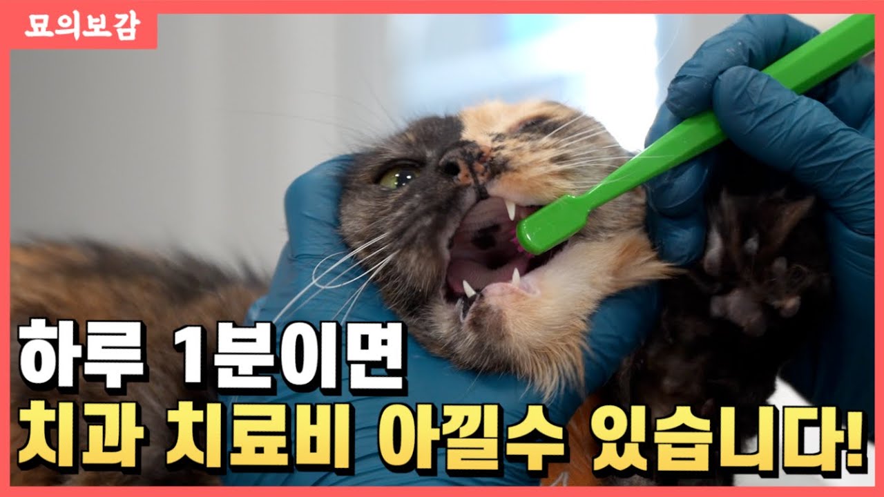 수의사가 알려주는 '진짜' 고양이 칫솔질 방법 with 포뇨