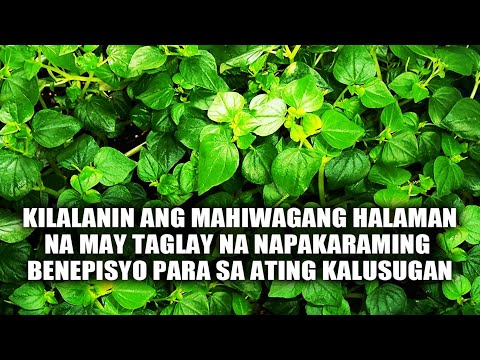 Video: Ang Mahiwagang Benepisyo Sa Kalusugan Ng Mga Binhi Ng Flax