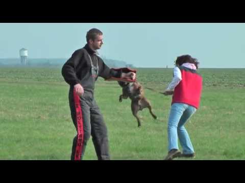 Staffordshire bull terrier - protection 