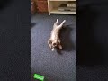 happy cat