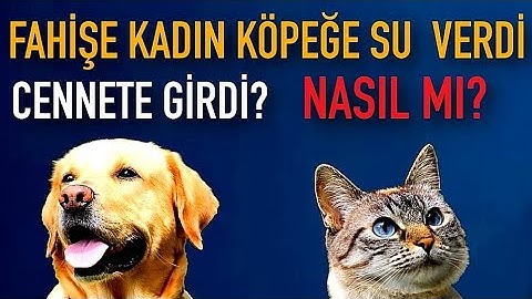 "FAHİŞE KADIN KÖPEĞE SU VERDİ, CENNETE GİTTİ" OLAYIN SIRRI NE? #fahişe #köpek #kedi