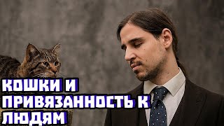Кошки и привязанность к людям | Владимир Алипов