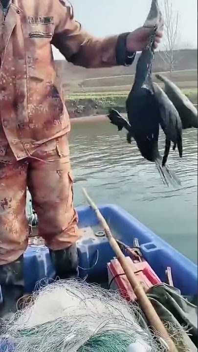 Pankhuri #Bird #Shorts Video