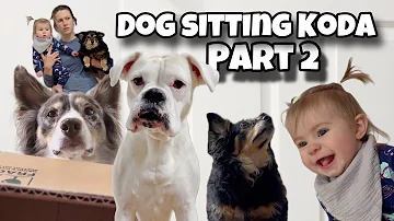 Dog Sitting Koda Part 2