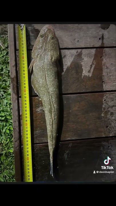 old-bloods-caught-dinner-a-45-cm-sand-flathead-off-the-surf-legal-size