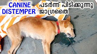 മാരകമായ CANINE DISTEMPER (CD) പടർന്ന് പിടിക്കുന്നു : SYMPTOMS : PREVENTION : TREATMENT