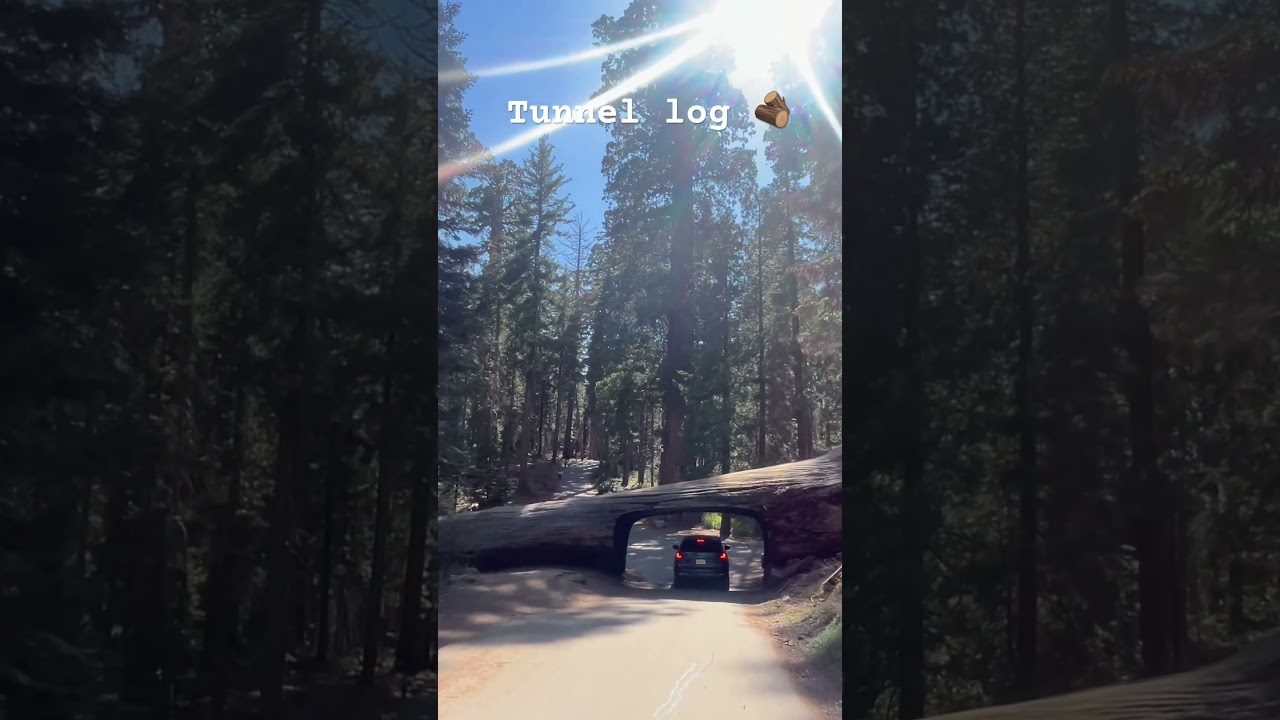 Tunnel log - Sequoia National Park 