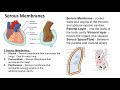 The Essential Role of Serous Membranes in Human Anatomy