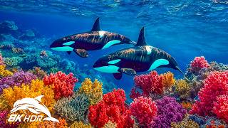 Hidden Deep Sea Creatures in 8K HDR | Dolby Vision™