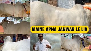 MD SHAMIM CATTLE FARM COLLECTION | MY COW FOR 2024 | KOLKATA COW 2024