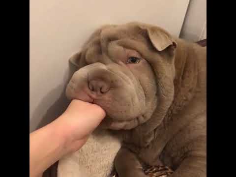 cute shar pei puppies