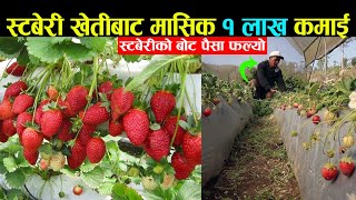 स्टबेरी खेतीबाट मासिक १ लाख कमाई, स्टबेरी टिप्दा पैसा टिपे जस्तै लाग्छ,खुसी छु | Strawberry Farming