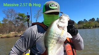 The Crappie Are Massive in Luce Bayou(Limited Out Again)