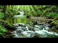 Forest Stream Flowing Over Rocks, Gentle Birds Singing, Calming Nature Sounds for Deeper Sleep