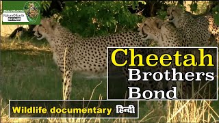 Animal Planet-E4 Cheetah Brothers हिन्दी डॉक्यूमेंट्री Wildlife documentary @NatureOfEarthHindi