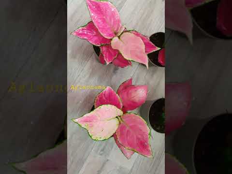 Video: Aglaonema Sa Srebrnim Mrljama