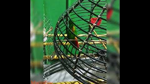 Serindit/Turipos main Singa2 02 #Serindit #MMR_Eyu