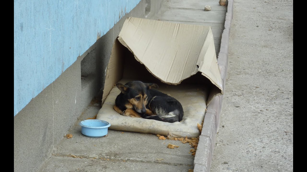 what do you do with a homeless dog