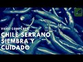 CHILE SERRANO: SIEMBRA CRECIMIENTO Y CUIDADO VIDEO COMPLETO