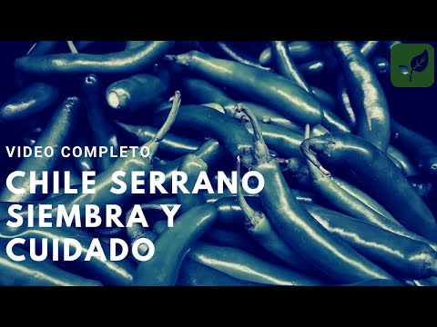 Video: Qué son los chiles serranos: aprenda sobre el cultivo y cuidado del chile serrano