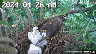 (Backup) 2024/4/26 AM, Crested Goshawk Nest Cam, Daan Park, Taipei, Taiwan