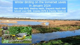 Winter Birding on the Somerset Levels Jan-2024