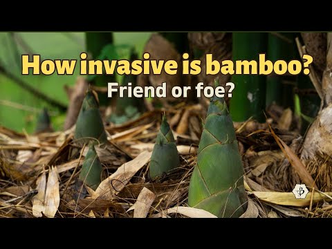 Friend or Foe: How invasive is bamboo?