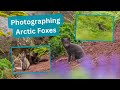 Photographing Arctic Foxes in Alaska, a dream come true! How I found and photographed Arctic Foxes