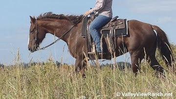 Katie***For info, price, etc., go to our website: ValleyViewRanch.net***