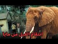 انتقام الفيل من مايا قصة حقيقية انتقام الفيل من مايا قصة حقيقية