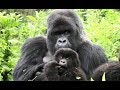 Gorilas Africanos, inteligentes e brincalhões