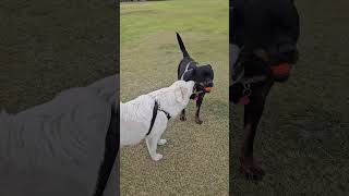 Colin And Meyer Play Fight At The Park #maremma #sheepdog #rottweiler #dogshorts #doglover #doglife