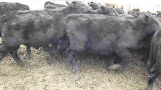 DSCF2177