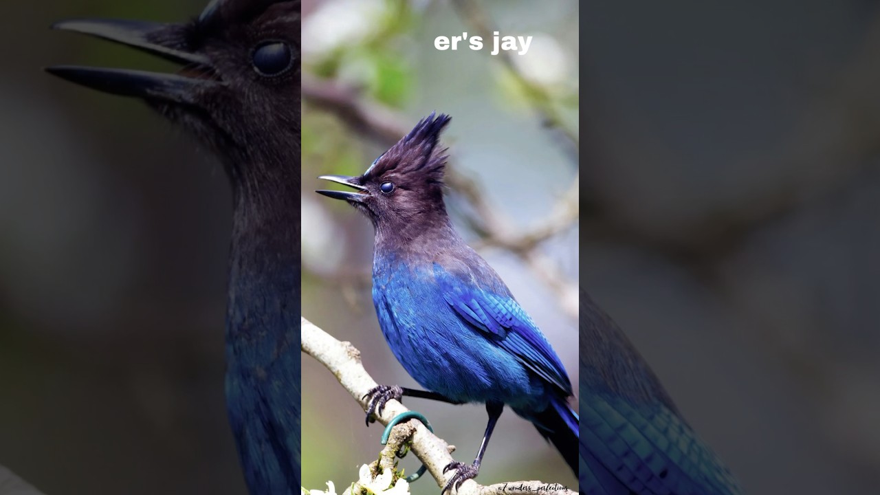 Beautiful 7 Blue Birds 💙 