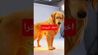 هل تعرف المرض الصامت الذي يهدد حياة إناث الكلاب! 🚨 وفخ التهاب الرحم. #صحة_الكلاب #dogs #caninehealth
