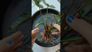 White Fungus Attack Black Anthurium Has To Save D Plant, So Deep Clean The Roots With Baking Soda.