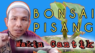 Potted Banana Bonsai || How to Beautify Your Banana Bonsai - Review