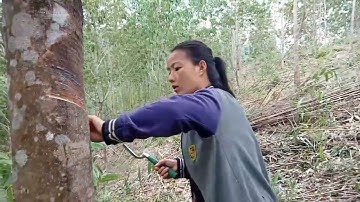 hnub no rov qab mus hlais yas 21/2/22