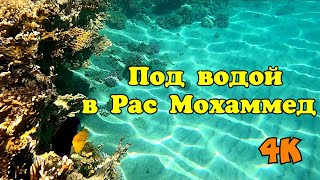 Рыбки в Рас Мохаммед 2021, Underwater 4K Red sea, Egypt 2021