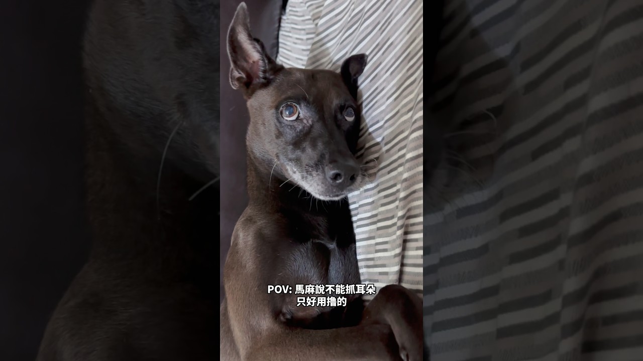 馬麻不准我抓耳朵只好⋯⋯撸撸撸👂🐶Mama won’t let me scratch my ears⋯#dogshorts 縮圖