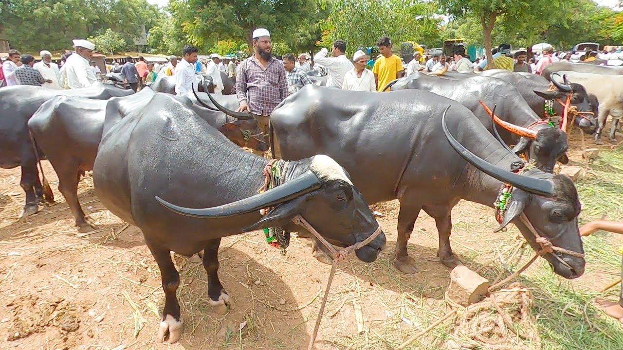 Yaragatti Emme santhe Buffalo bazaar