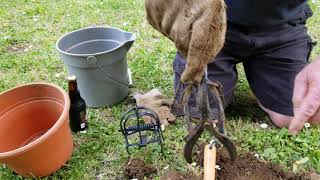 Setting A Victor Out O' Sight Brand Mole Trap